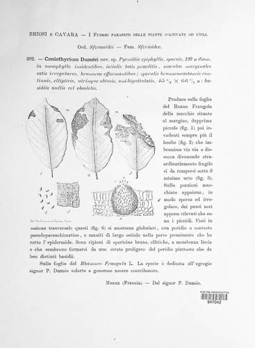 Coniothyrium dumeei image